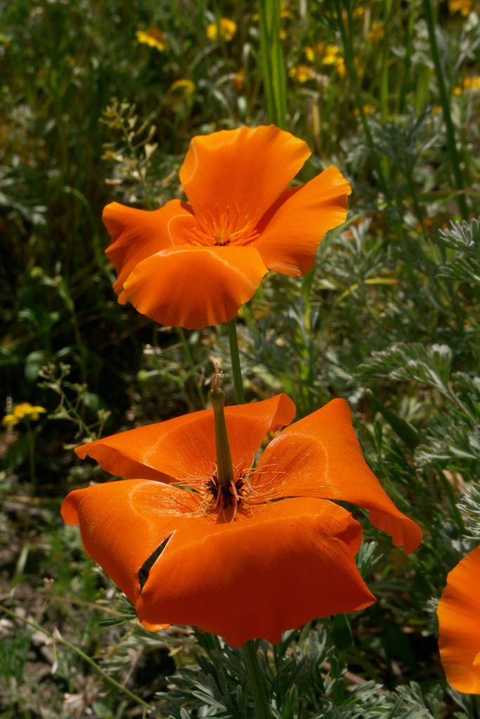 Two Golden Poppies showing different characteristics