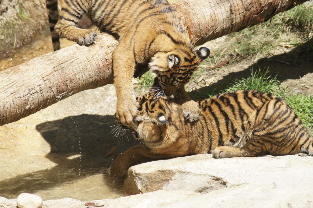 Two Tiger Cubs Wrestling