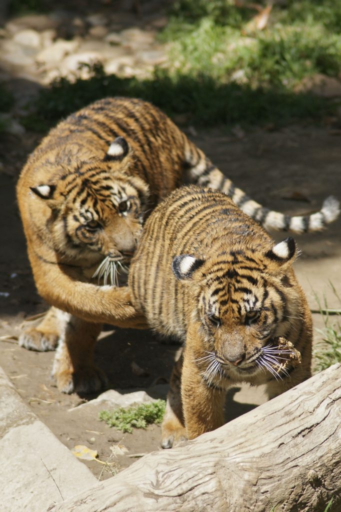 Two tigers restored after a bout of fighting moments earlier