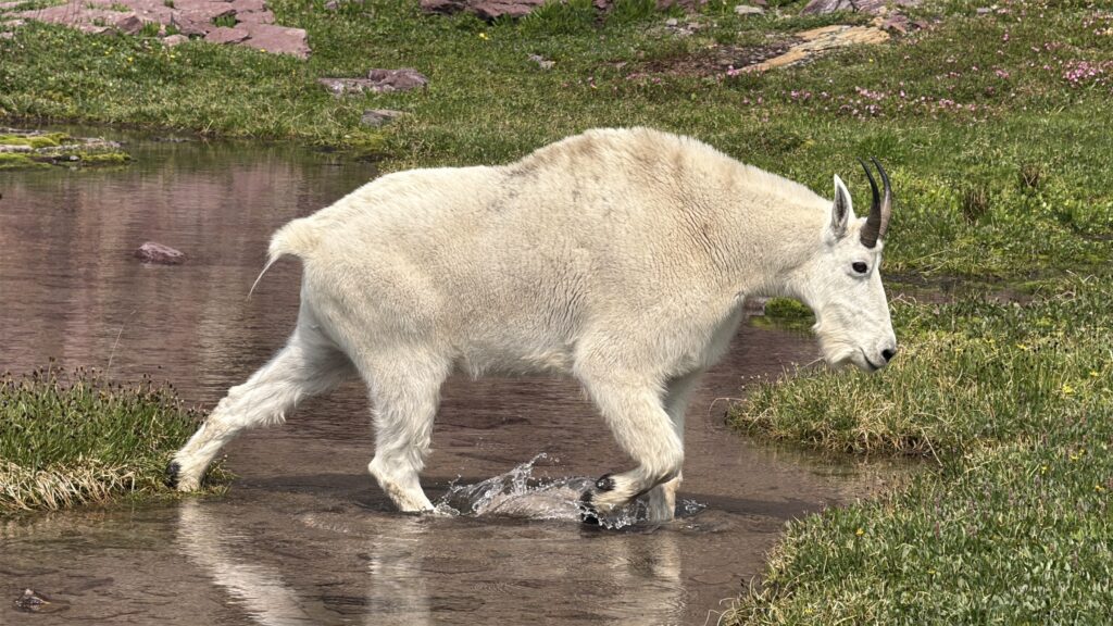 Mountain goat crossing stream